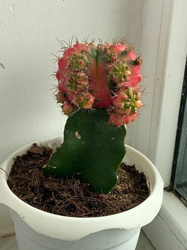 advent calendar qiymeti: Kaktuslar fərqli qiymətlərlə — 1