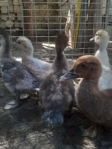 8 dene ordek bir aylig 7manat. 055 880 85 29. barter yoxdur lalafo.az -da 8 dene ordek bir aylig 7manat. 055 880 85 29. barter yoxdur