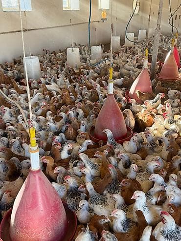 Satış: əti-yumurta yönümlü kənd toyuqları (qarışıq rənglər: ağ-qara — 5