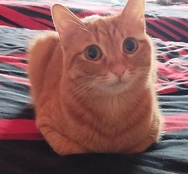 heyvan: 🐈 Очаровательная рыжая кошка ищет новый дом! 3-летняя, добрая и — 1