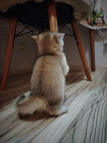 erkek pisik: Qızıl şinşilla, Erkək, Yaxşı əllərə, Ünvandan götürmə — 3