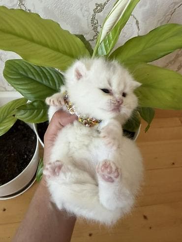 paroda pişik: Şotland yastı qulaq — 9