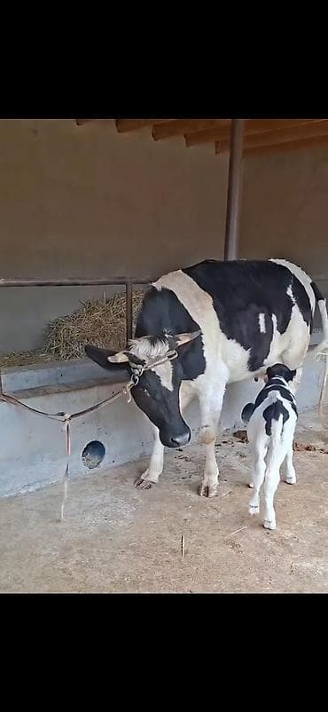 heyvan qəfəsi: Birinci qarina dogub 9 lt sud verir saglam yaxsi heyvandi balasi 4 — 2