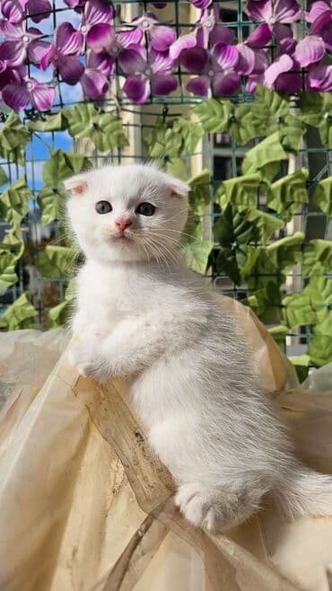 şotlan pişik: Şotland yastı qulaq, Erkək, Dişi, Yaxşı əllərə, Ünvandan götürmə, Pulsuz çatdırılma, Ödənişli çatdırılma — 8