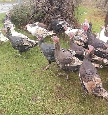 qizil qus: Məhsul: Hinduşkalar (qrup halında) Təsvir: - Geniş həyət şəraitində — 1