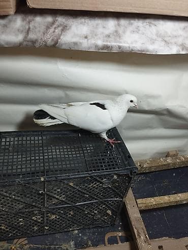 goyercin type 1: Məhsul: Ev göyərçinləri (dekorativ/uçuş üçün) Təsvir: - Rəng çeşidi — 4