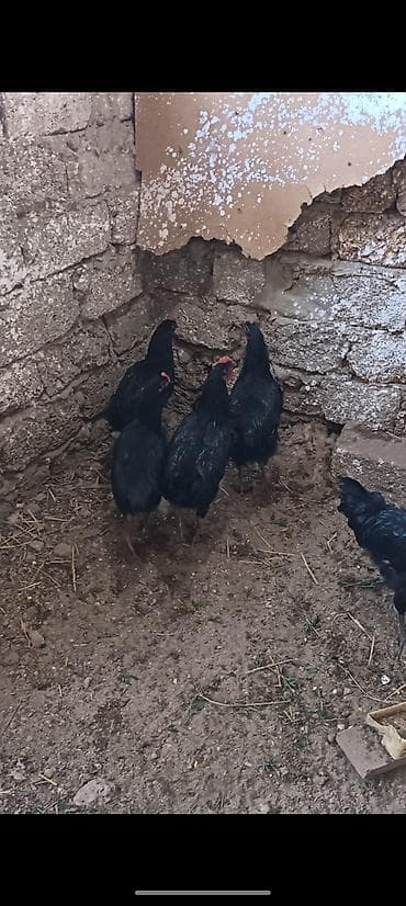 hind toyugu: Toyuq, Australorp, Yumurtalıq — 2