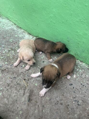 tuklu itlerin qiymeti: Zvanok küçüklər satılırBalaca it balaları – qarışıq rənglərdə - — 4