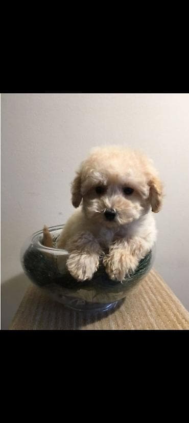 qusarda inek satilir: Bişon Frize — 4