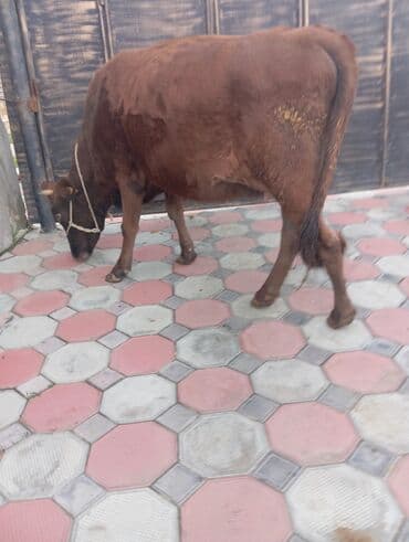 ana bala inək: Salam gorduyuz duyə 1ci qarına 20gunu qalır doğmayina smentalin melezi — 2