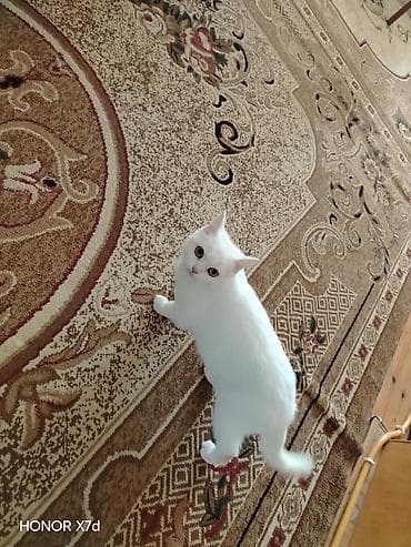 Кошки: Ağ tüklü sarı göz Van Kedisi cinci ev pişiyi - Tam ağ rəngli, yumşaq — 3
