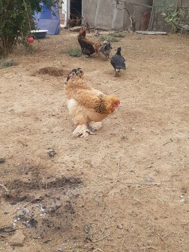 hinduşqa yumurtası: Toyuq, Brama, Damazlıq — 5