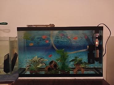 50×30×18 10 eded balıq 8 eded glofish 2 eded neon tetra Şəlalə