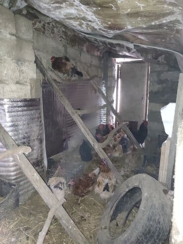 Digər kənd təsərrüfatı heyvanları: Toyuqlar — 3