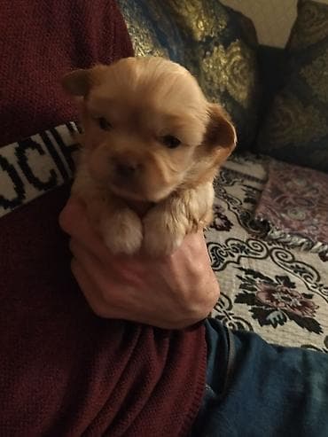 pudel it cinsi: Təmiz pekines balası satılır bir aylıq baladi tam sağlam heç bir — 2