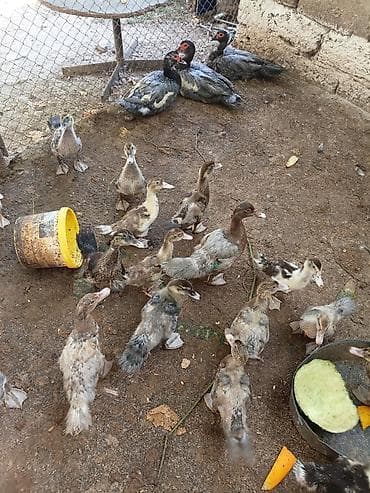 Kənd təsərrüfatı quşları: Evden kocuruk deyene satiram hamisini . tek tek satmiram . Muscovy — 4