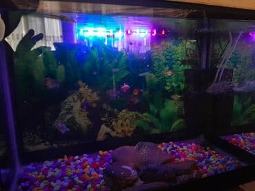 Lexus: Akvaryum komplekti – dekorativ balıqlar və tam aksesuarlarla. - Şüşə — 3