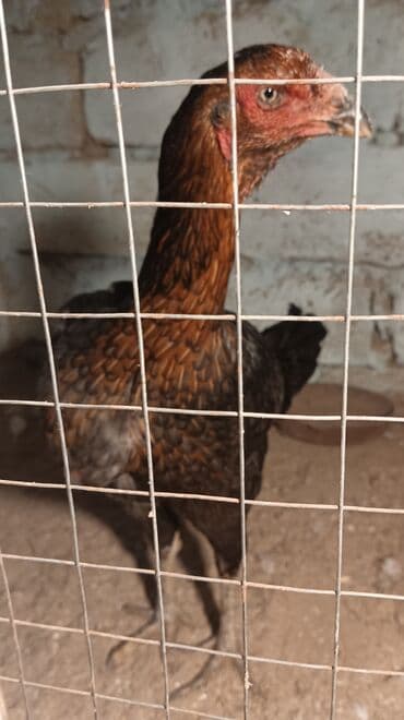 Индюшки: Курица, Для разведения, Самовывоз — 1