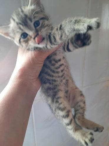 купить шотландского котенка: Шотландская, В добрые руки, Бесплатная доставка — 5