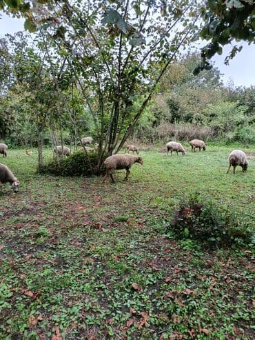 купить аквариум в баку: Bir neçə qoyun yaşıllıq sahəsində otlayır. Onların tünd qəhvəyi və ağ — 2