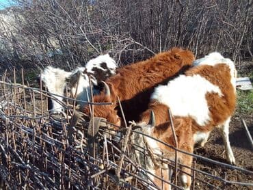 zeli satisi aptek: Dana, buzov, Dişi, ay: 6, 90 kq, Damazlıq — 4