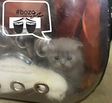 pişik tualet: Yaxşı əllərə — 2