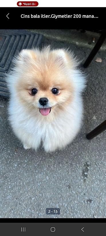 pisik ucuz: Şpitz, Pulsuz çatdırılma — 1