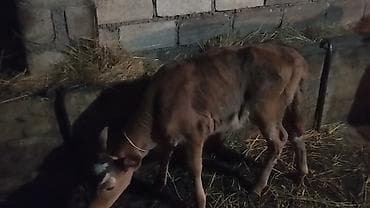 en gozel it adlari: 10.günlik semetalı.diş.bizov satlır yaxş super semetalı.ingin balasdı — 2