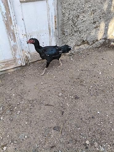 bildircin yumurtası satilir: Heyvanlar merdekandadi. fikri ciddi olanlara etrafli melumat — 9