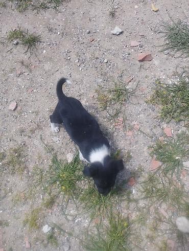 qanqal balası: Zvonok, 1 ay, Dişi, Peyvəndli, Ödənişli çatdırılma — 9