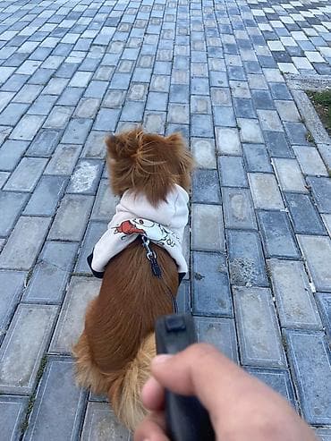 it zənciri: İt üçün kapüşonlu geyim – kiçik ölçü - Rəng: krem (açıq bej) tonlu — 2