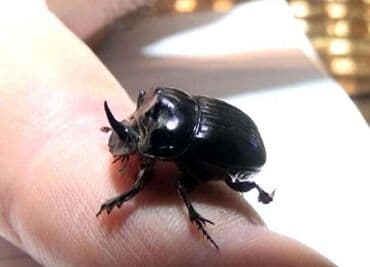 qara şəkil: Fiqur, rəng - Qara — 2