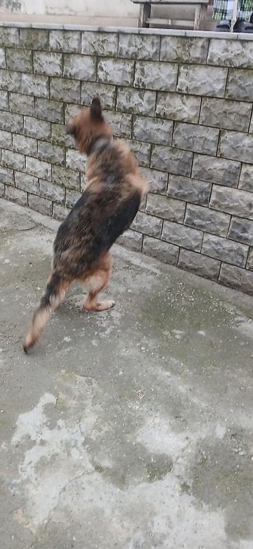 kreditle heyvan satisi: Alman çoban iti — 2