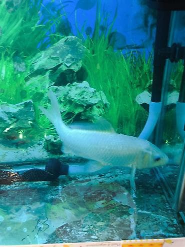 akvarium baliqlari qizil baliq: Koi, Sülhsevər — 4