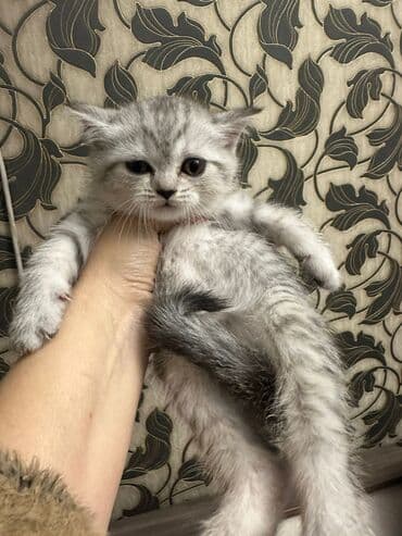 pişiy cinsləri: Şotland yastı qulaq — 3