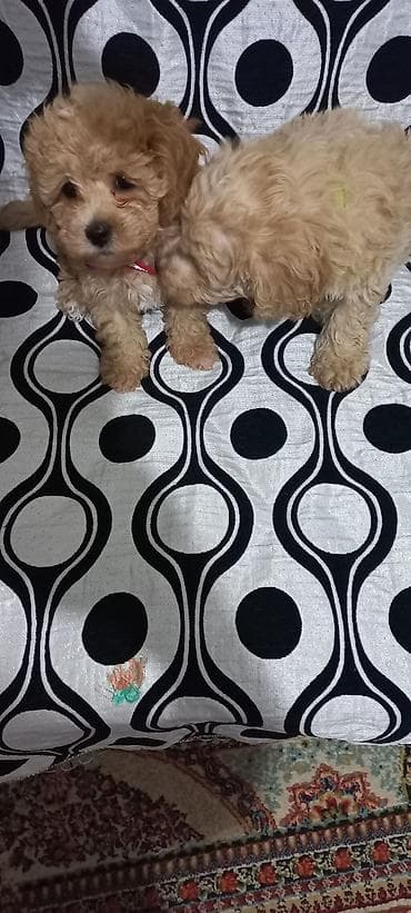 pitbull balası: Pudel — 1