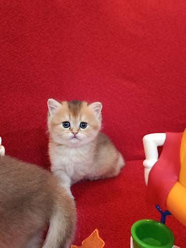 su heyvanları: Qızıl şinşilla — 4