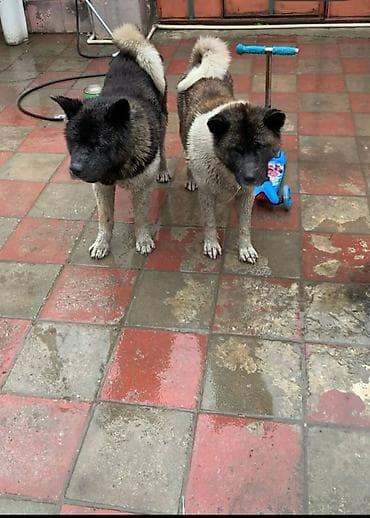 Akita-inu, 1 il, Erkek, Peyvəndli, Ünvandan götürmə