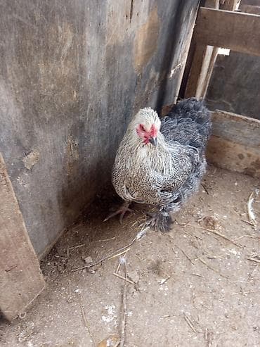 Животные: Курица, Brama, Для разведения — 5