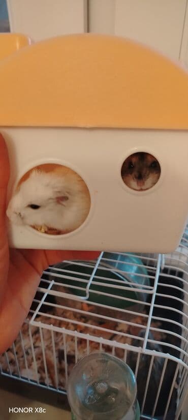 pisik yemi: Dwarf hamster – ev heyvanı - Növ: cırtdan (dwarf) hamster - Rəng — 5