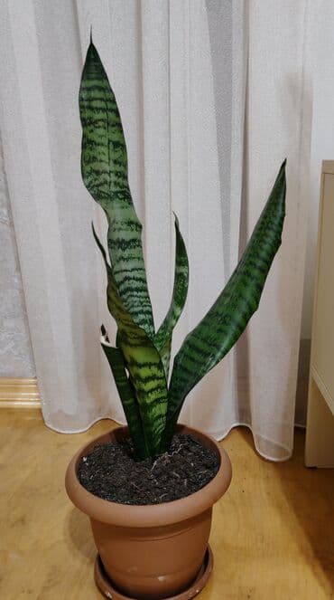 Sansaveria gülü lalafo.az -da Sansaveria gülü