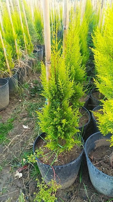 kuknar agaci: Limonni agaclari sifariş üçün əlaqə saxlaya bilərsiz whatsapp aktivdir — 2