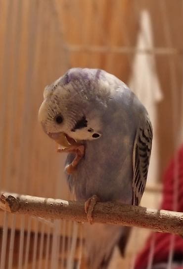 tetra qusu: Elan 🦜 Satılır iki tutuquşu — Keşa və Kira. Keşa əl öyrəşmişdir, çox — 2