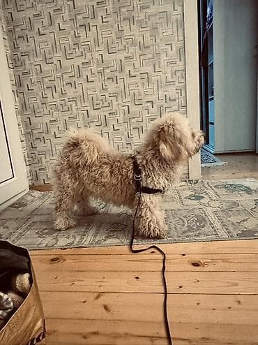 ev iti satilir: Erkek, Ünvandan götürmə — 9