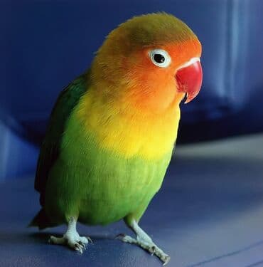 jako tutuquşusunun digər adı: Fisher satilir 5- 6 ayligdirlar yuvada artig yatirlar activdiler — 3