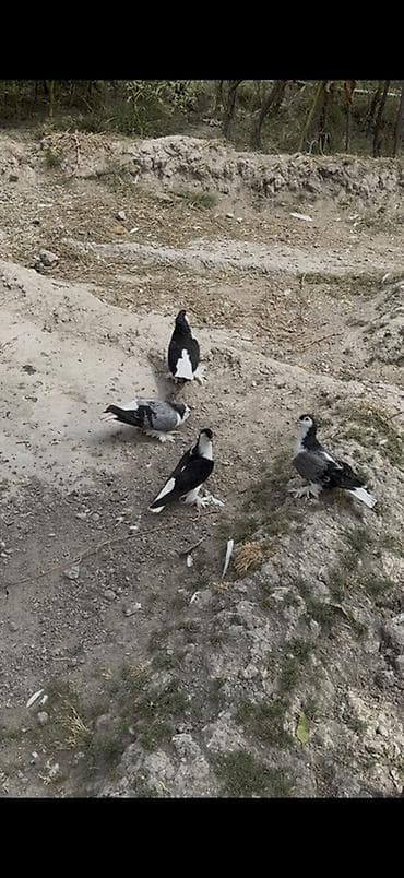 goyərcin barter: 4 dene Delfin satilir 4 denesi 135 manat ciddi alicilar yazsin — 1