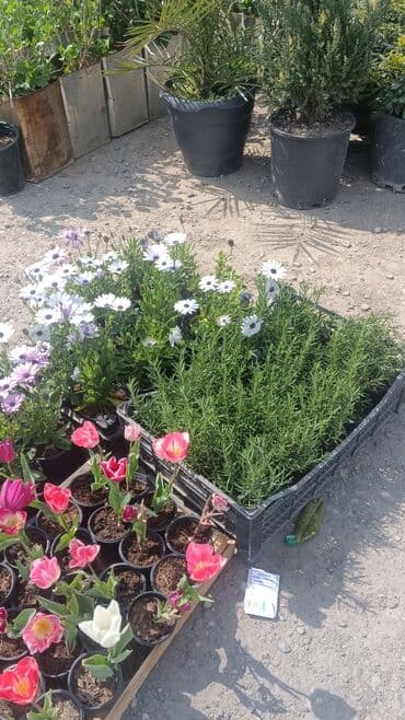 pelarqoniya bitkisi: Torf gubresinn satişi — 4