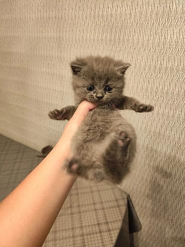 Gəmiricilər: Britan — 1