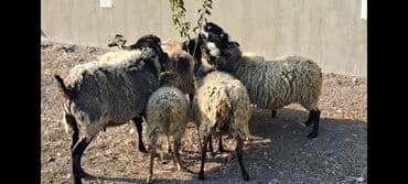Salam Satır Ramanov qoyunları Boğaz. damazlığ 4 tişi 3 erkəydi