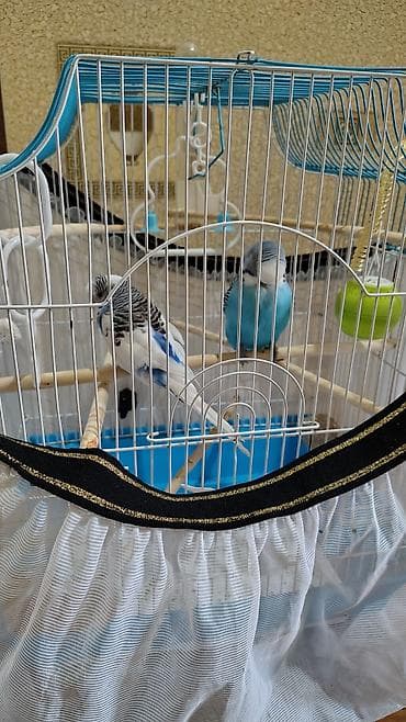 tovuz qusu satilir: Sağlam quşlardır. istəyən yoxlada bilər. ele orgesib. baxa bilmirəm — 3